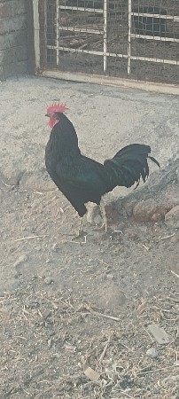 थंबनेल 2