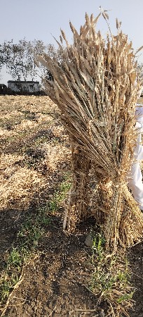 જુવાર વેચવાની છે