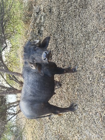 પાડો વેચવા નો છે