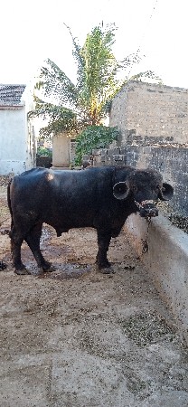 પાડો વેચવાનો છે