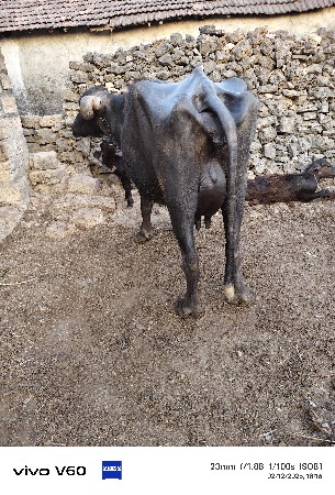 थंबनेल 4