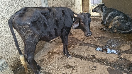 gir cross ni vachdi vechvani che