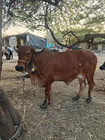 थंबनेल 3