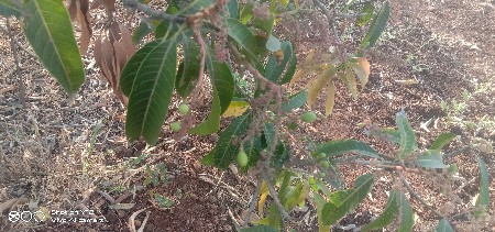 थंबनेल 2