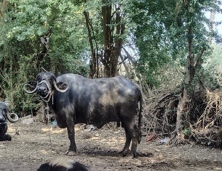 थंबनेल 2