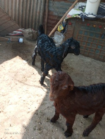 બે મહિનાના છે