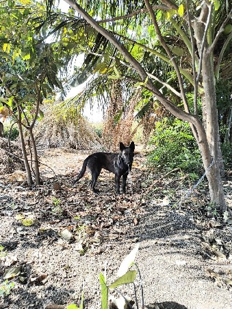 કુતરી વેચવાની છે
