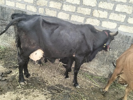 ગીર કોસ  વેચવા નીચે