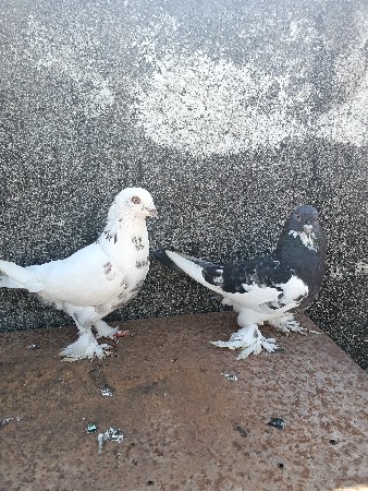 કબૂતર વેચવાના છે