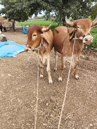 थंबनेल 2