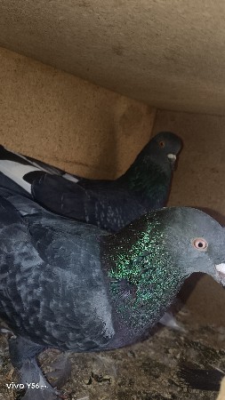 थंबनेल 2