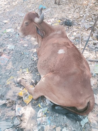 દેશી ગીર વેચવાની