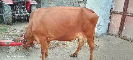 ગાયો આપવાની છે.