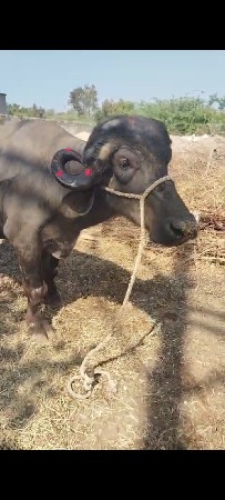 ખળેલી વેચવાની છે