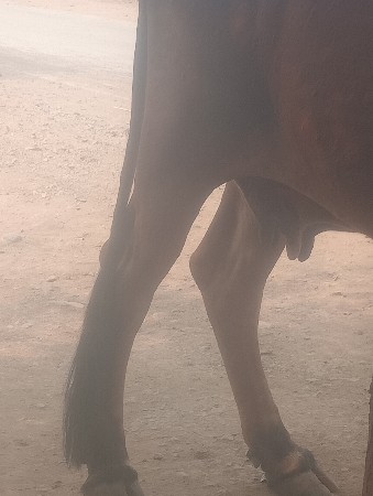 પાંચ મહિનાનું ગાભ