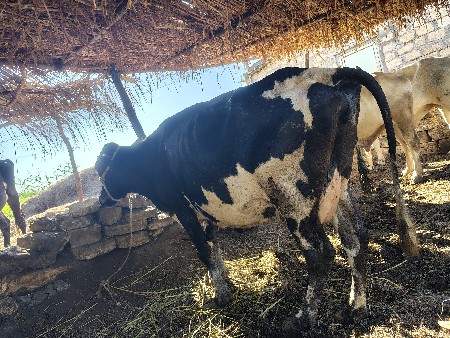 ગાય વેચવાની છે ફૂલ જવાબદારીથી આપવાન