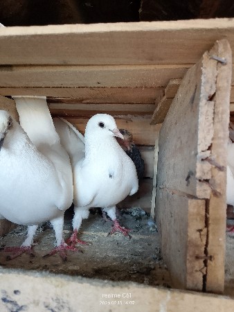 થંબનેલ 3