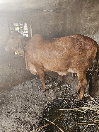 ગાય વેચવાની છે