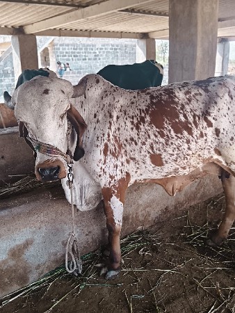 ગાય વેચવાની છે