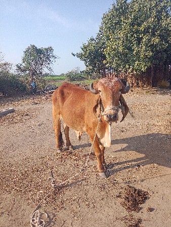 थंबनेल 3