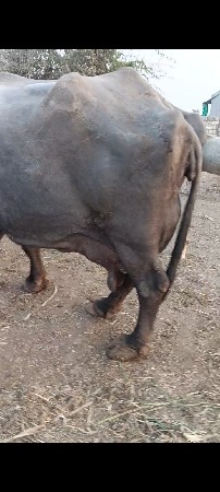 थंबनेल 2