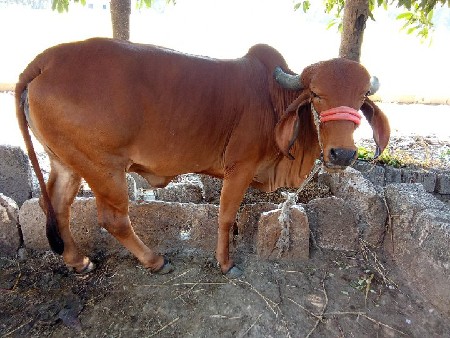 ગાય ને વાછડી વેચવાની છે