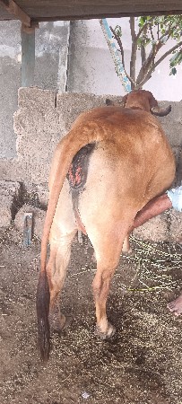 ગાય વેચવાની છે