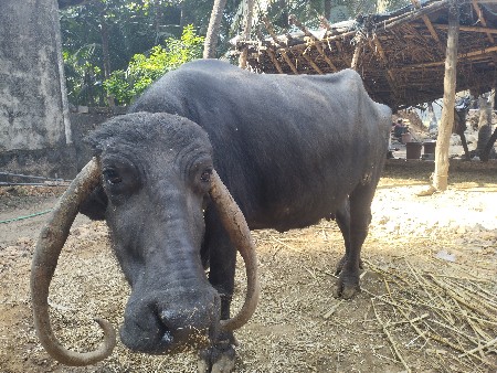 थंबनेल 3