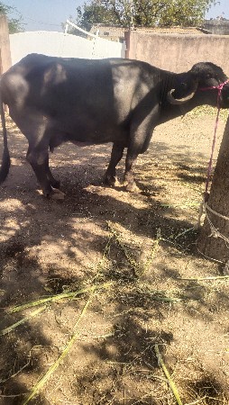 ભેંસ વેચવાની છે