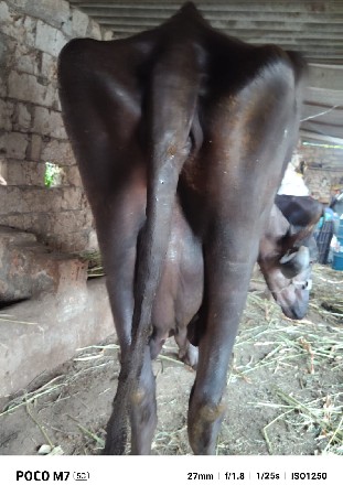 જાફરી સાવ હોજી