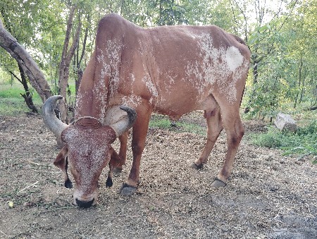 કાબરી ગાય