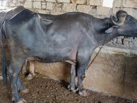 આ ભેંસ વેચવાની છે