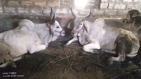 थंबनेल 2