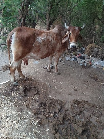 ગાય વેશવાનીછે