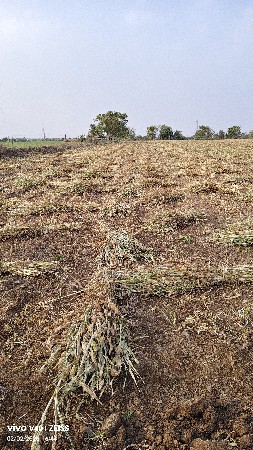 જુવારની નીર વેચવાની છે