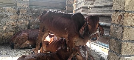 2 વોડકી આપવાની સે