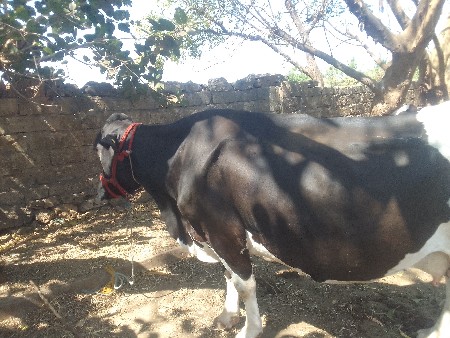 વેંચવાનું