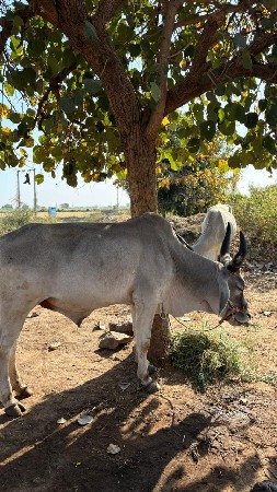 थंबनेल 2