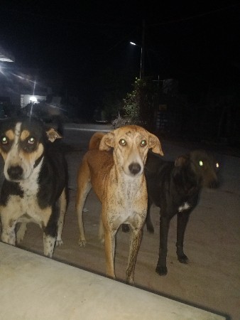 તનેય ની જોડી શે.