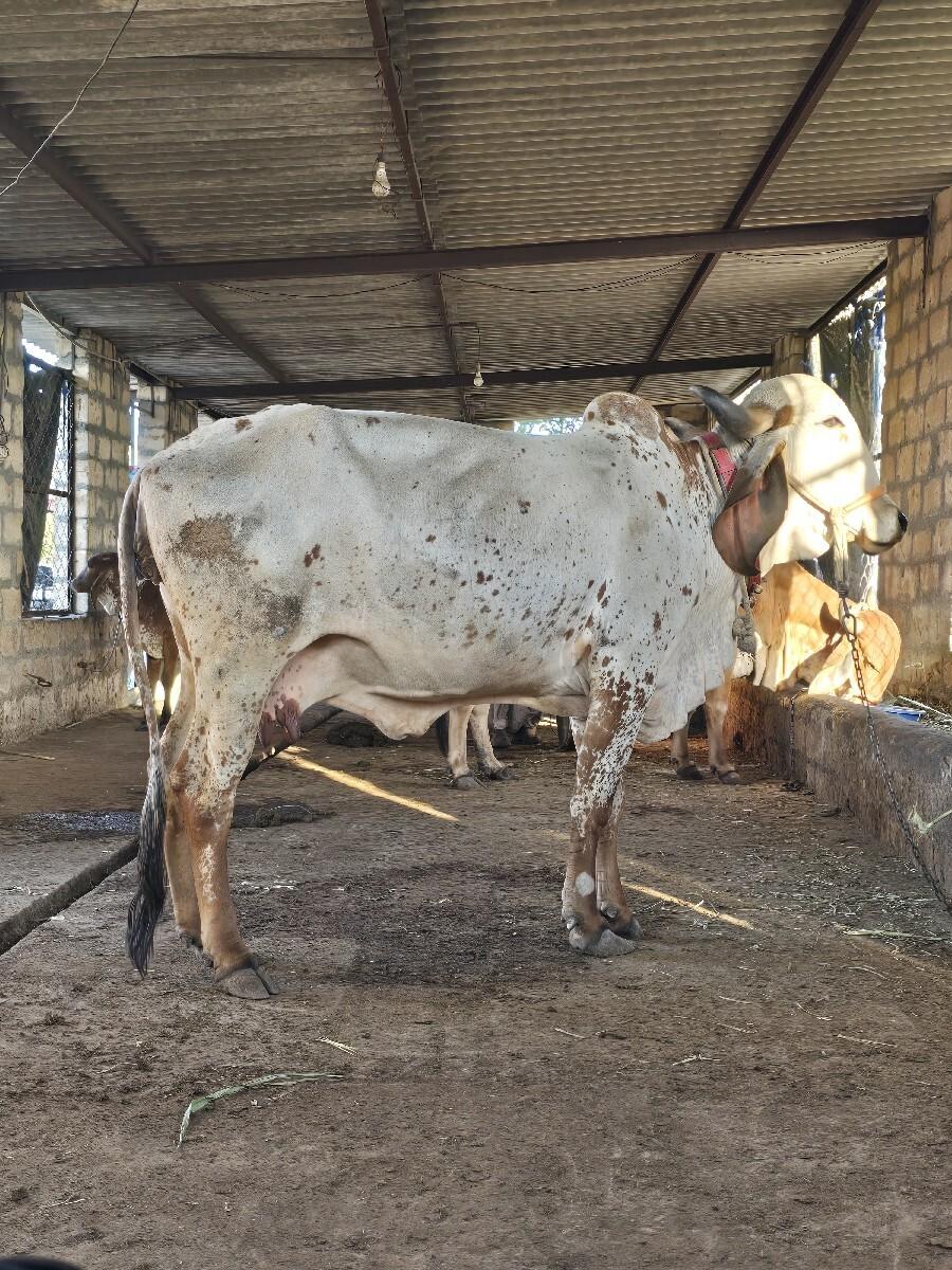 थंबनेल 3