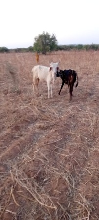 વઢિયારિ વાછડી વેચવાની છે