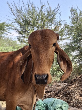 થંબનેલ 3