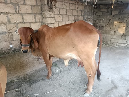 વેચવાની છે