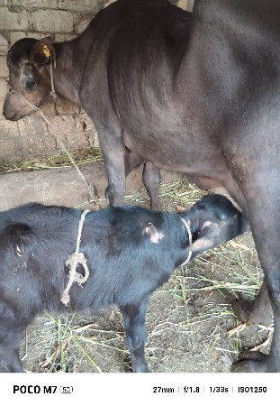 થંબનેલ 3