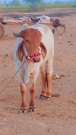 थंबनेल 3