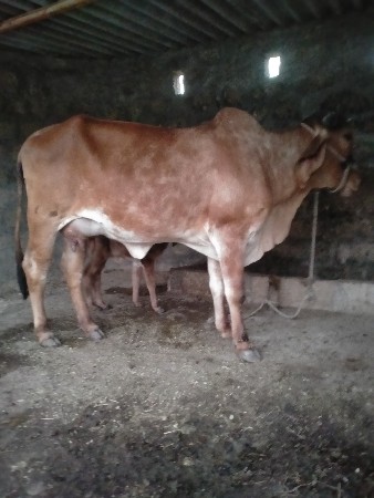 વેચવાની છે