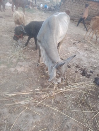 थंबनेल 3