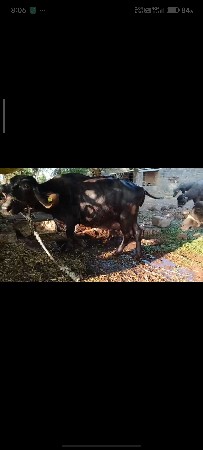 थंबनेल 2