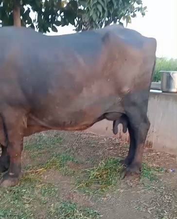 थंबनेल 3