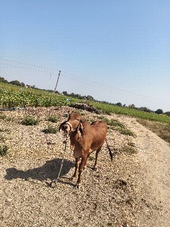 थंबनेल 3